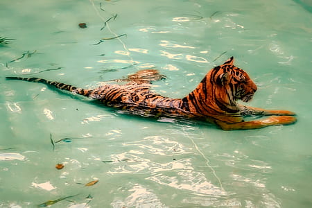 tiger on body of water thumbnail