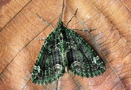 macro photography of green and gray moth thumbnail