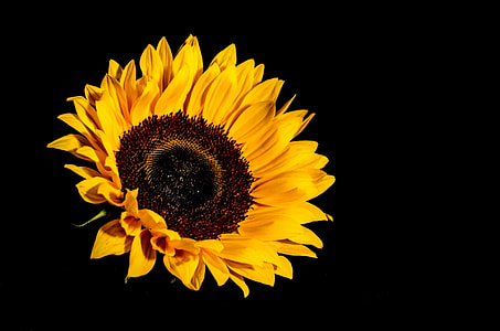 yellow sunflower photo thumbnail