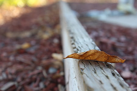 Selective Photo of Dried Leaf thumbnail