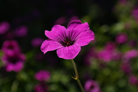 pink malva flower selective focus photography thumbnail