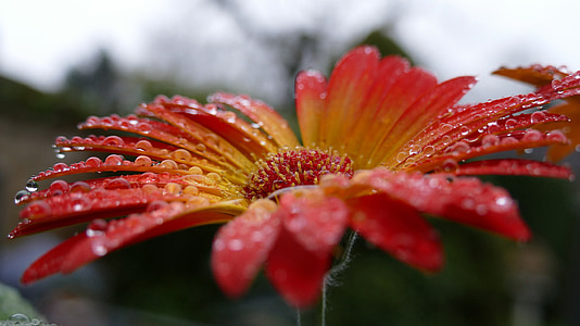 red and yellow daisy in bloom macro photo thumbnail