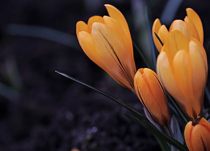 yellow petaled flowers thumbnail