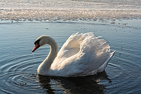 white swan swimming on water thumbnail