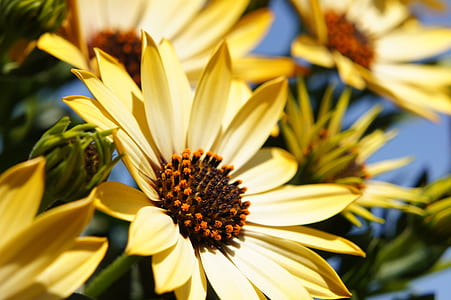 yellow daisies during day time thumbnail