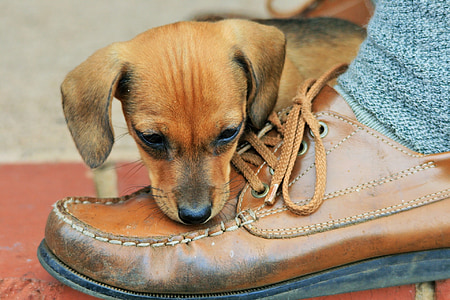 short-coated tan puppy near brown leather shoe thumbnail