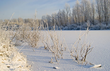 photo of bare trees covered by snow thumbnail