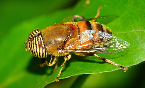 Yellow and Brown Bee on a Leaf thumbnail