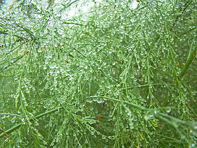 green leaf plants during daytime thumbnail