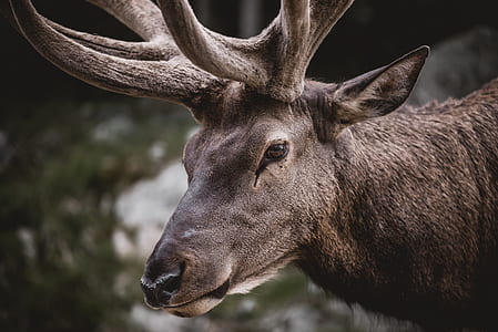 selective focus photography of reindeer during daytime thumbnail