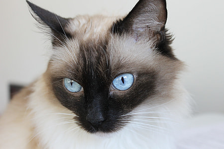 Cat, Pet thumbnail