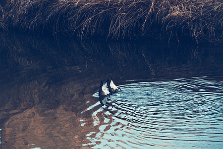 two white-and-black ducks on body of water photo during daytime thumbnail