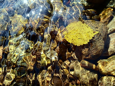 green leaf on grey stone and body of water thumbnail