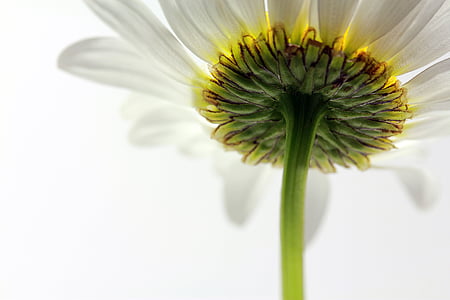 white petaled flowers in close up photograhpy thumbnail