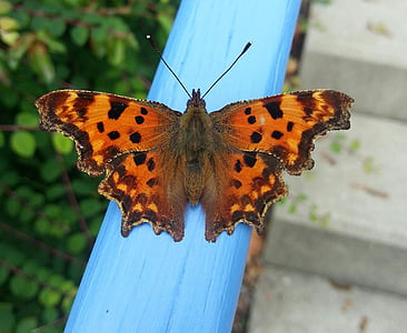 tortoiseshell butterfly perched on blue railing thumbnail