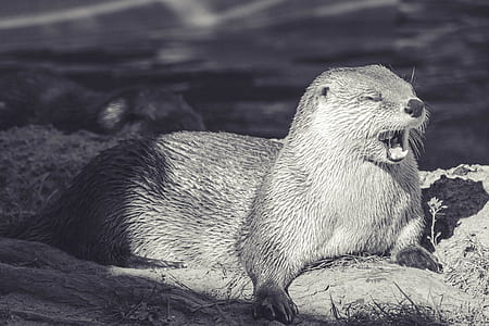 seal on gray rock thumbnail