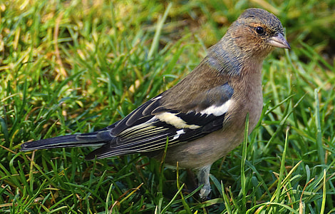 photo of brown and black bird standing on green grass thumbnail