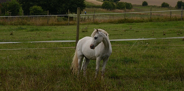 white horse on grass field thumbnail