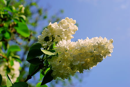 white petaled flowers in selective focus photography thumbnail
