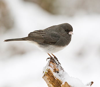 black bird on branch of tree macro photography thumbnail