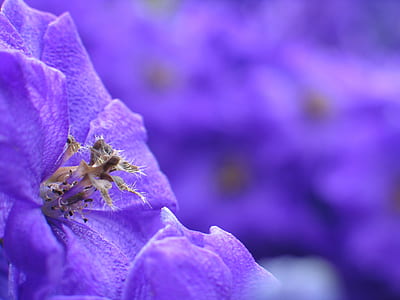 macro photography of purple flower thumbnail