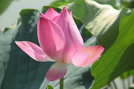 selective focus photography of pink petaled flower thumbnail