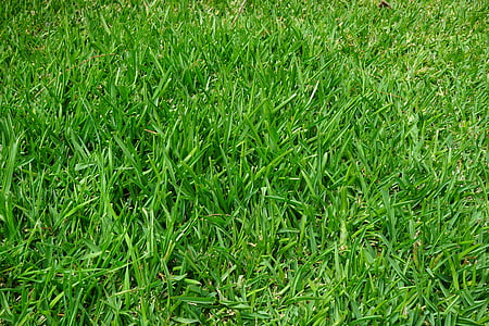 green grasses thumbnail