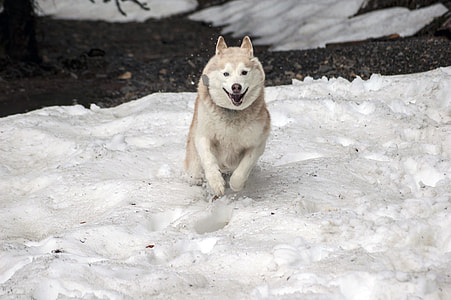 white and brown wolf thumbnail