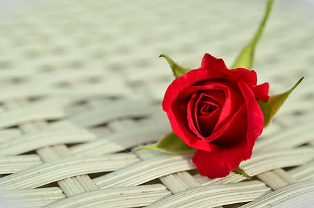 red rose flower thumbnail