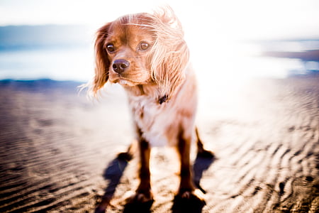 shallow focus photography of long-coated brown dog during daytime thumbnail