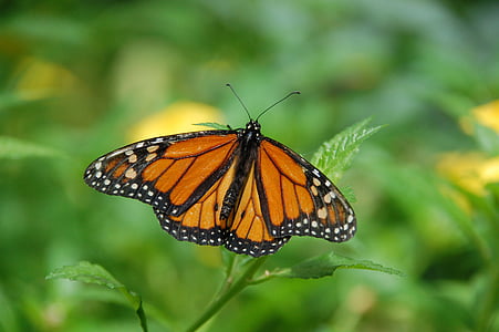 brown and black butterfly thumbnail