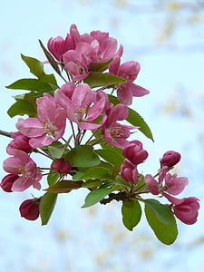 macro photo of pink flowers with green leaves on branch during daytime thumbnail
