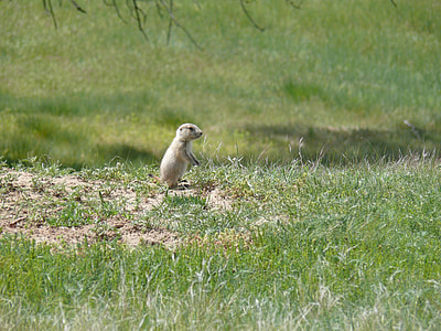 Prairie Dog, Baby Prairie Dog thumbnail