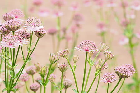 selective focus of pink flowers thumbnail