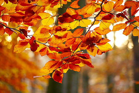 selective focus photography of brown leaves thumbnail