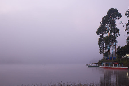 boat docked beside green leaf tree during daytime thumbnail