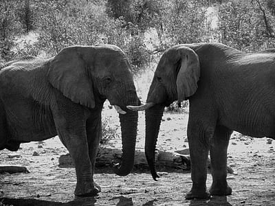 Grey Scale Photograph of Two Elephant thumbnail
