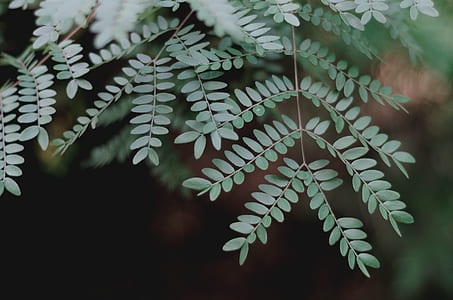 green leafed plant thumbnail