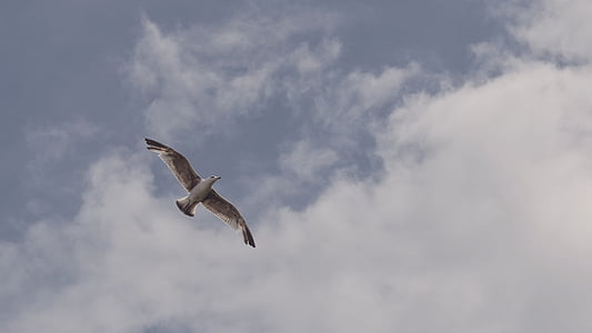 low-angle photography of white bird flying thumbnail