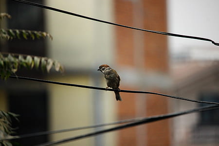 gray bird on black wire near building thumbnail