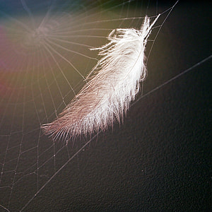 white feather on a spider wb thumbnail