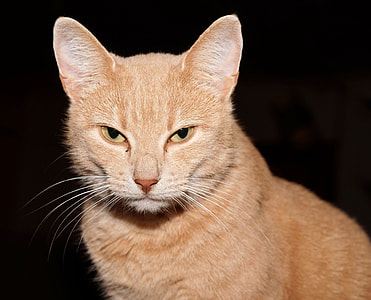 orange cat with black background thumbnail