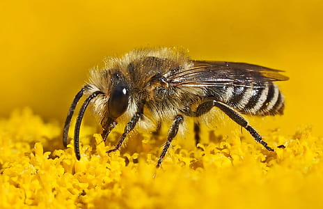 selective focus photography of carpenter bee thumbnail