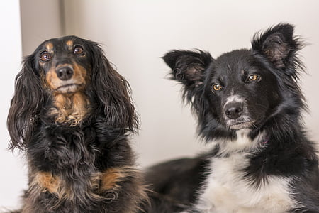 adult border collie and dachshund thumbnail