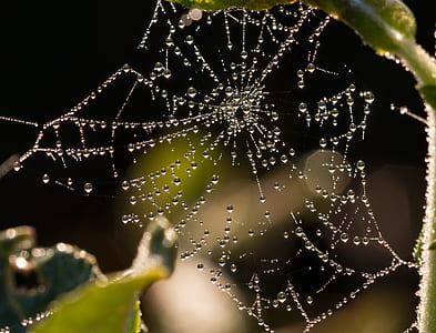 blur, dew, drop of water, drops thumbnail