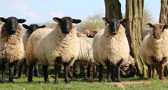 white flock of sheep standing next to each other during daytime thumbnail