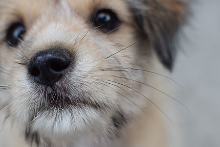 short-coated fawn puppy thumbnail