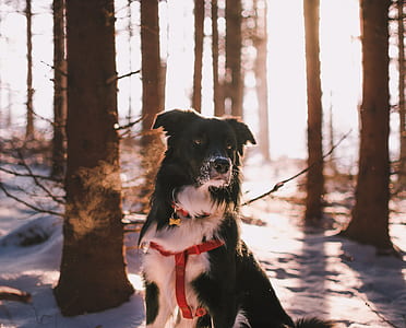 long-coated white and black dog beside trees during daytime thumbnail