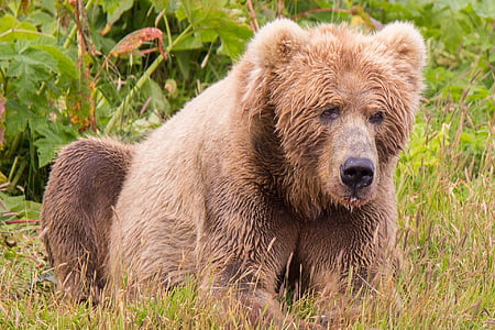 brown bear on green field thumbnail