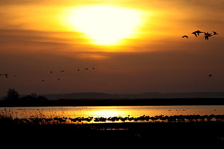 flock of birds silhouette photography thumbnail